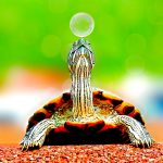 Quelles différences y a-t-il entre les tortues de mer et les tortues terrestres ?